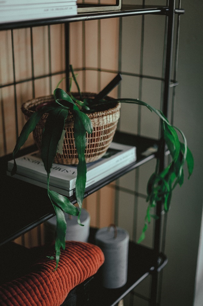 Una planta en la cesta en la estantería