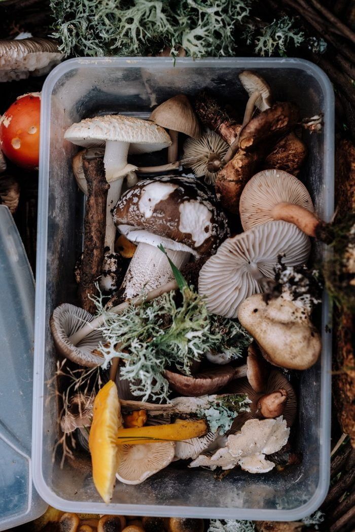 box of mushrooms